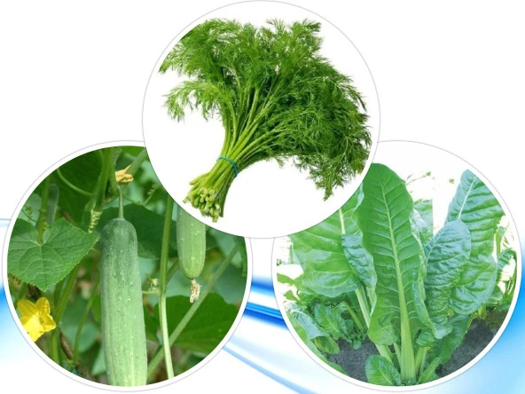 3'LÜ YERLİ HOBİ TOHUM SETİ-2 (HEDİYE SOLUCAN GÜBRESİ) ürün görseli 1