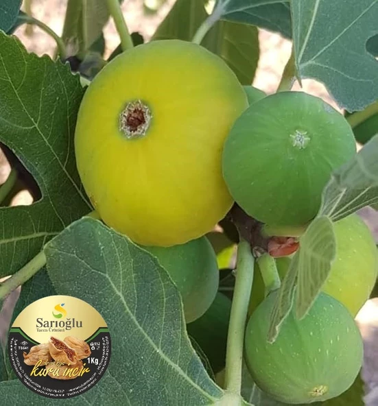İncir Kuru 1 Kg - 5