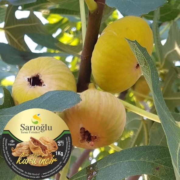 İncir Kuru 1 Kg - 4