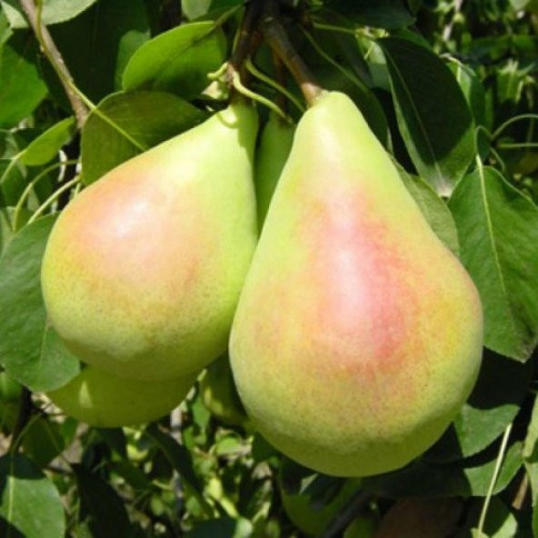 Tüplü Yarı Bodur Dev Meyveli Tosca Armut Fidanı - 2