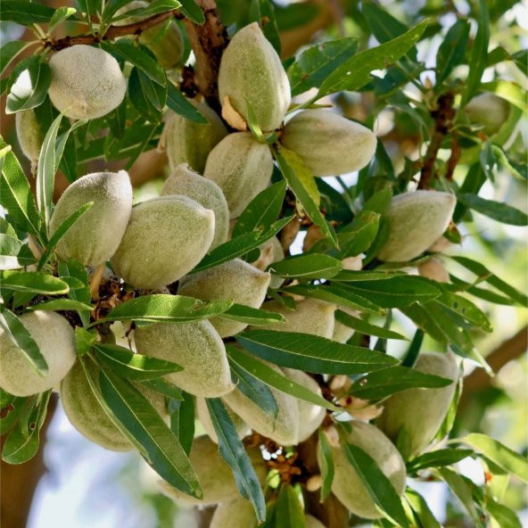 Tüplü Yarı Bodur Kendine Verimli Soğuklara Dayanıklı Milkshake Süt Bademi Fidanı - 7