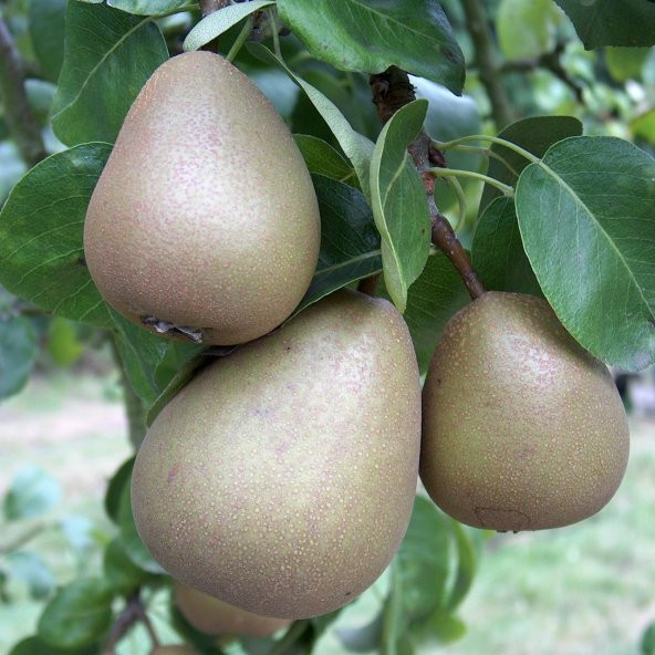 Tüplü Tam Bodur Kendine Verimli Beurre Hardy Armut Fidanı (Sınırlı Stok) - 8