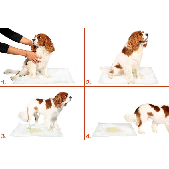 Yıkanabilir Köpek Çiş Pedi - 100 X 100 Cm 5li Paket - 4