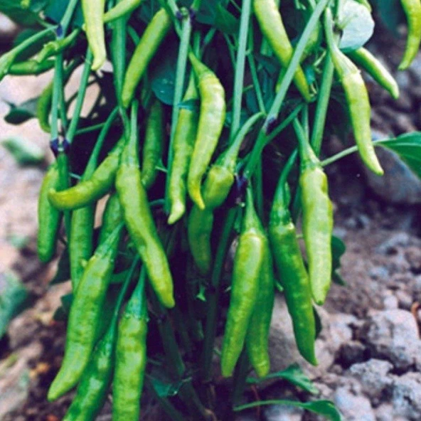Aşağı Bakan Cin Biber Tohumu 5 gr Paket ürün görseli