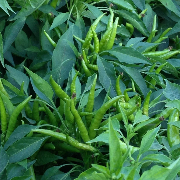 Yukarı Bakan Cin Biber Tohumu 5 gr Paket ürün görseli