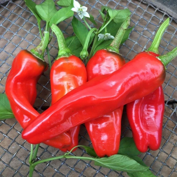Urfa Acı İsot Biber Tohumu 10 gr Paket - 1