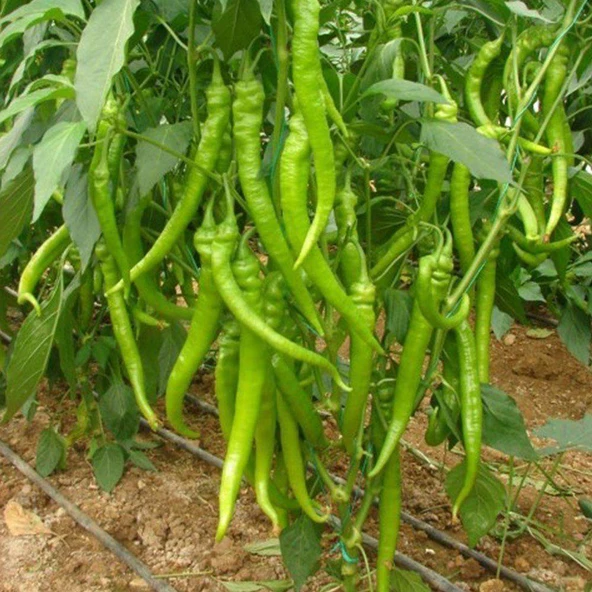 Doğal Çetinel Tatlı Sivri Kıl Biber Tohumu 5 gr Paket ürün görseli 1