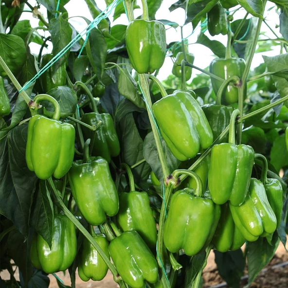 Kandil Dolma Biber Tohumu 5 gr Paket ürün görseli