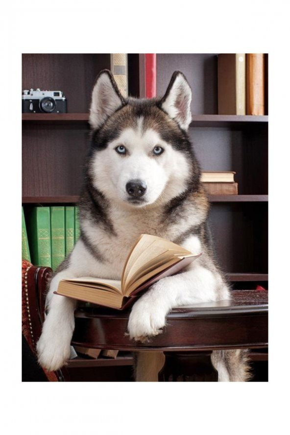 King Of Puzzle Kitap Okuyan Husky Ahşap Puzzle 1000 Parça (KT09-M) - 3
