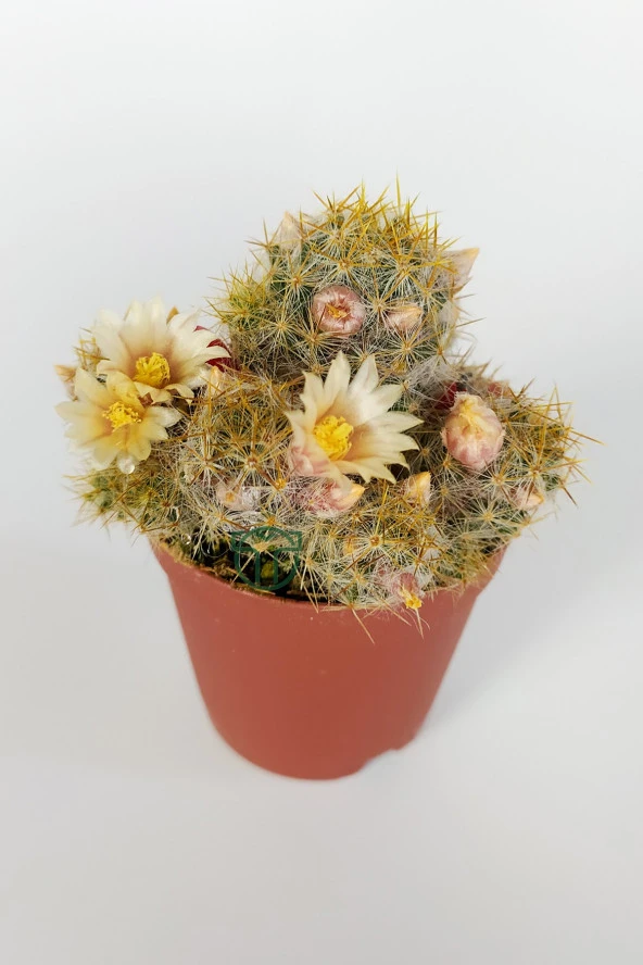Mammillaria Prolifera Teksas Meme Kaktüsü Krem Çiçek Açan Kaktüs 5.5 cm Saksıda