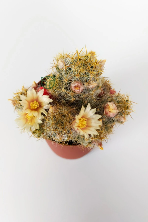 Mammillaria Prolifera Teksas Meme Kaktüsü Krem Çiçek Açan Kaktüs 5.5 cm Saksıda - 2