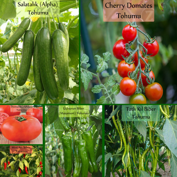 6'lı No1 Çeri Domates Salatalık Köy Biberi Tatlı Kıl Biber Mini Acı Biber Falcon Domates Tohumu