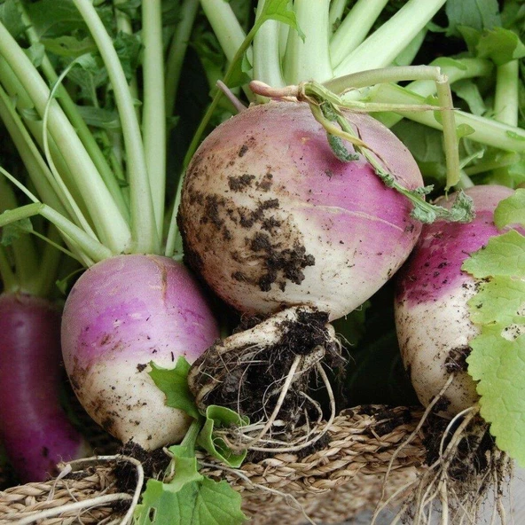 Şalgam Turpu (Turnip) Tohumu 10 gr Paket - 2