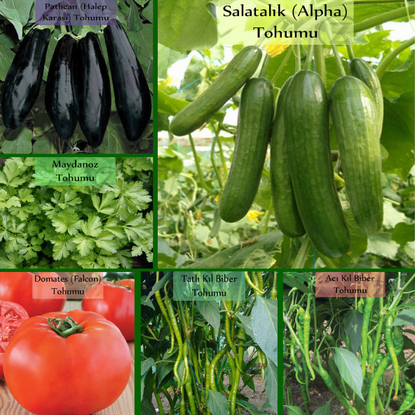 6'lı No9 Patlıcan Tohumu Salatalık Tohumu Maydanoz Tohumu İri Domates Tohumu Tatlı Kıl Acı Kıl Biber