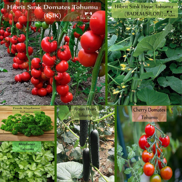 6 Paket Tohum No17 Hibrit F1 Domates Tohumu F1 Badem Salatalık F. Maydanoz Alman Hıyarı Çeri Tohumu