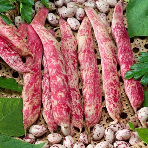 Oturak Barbunya Tohumu 25 gr Paket ürün görseli