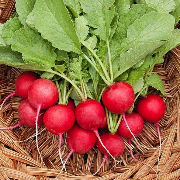 Fındık Turp Tohumu 10 gr Paket - 1