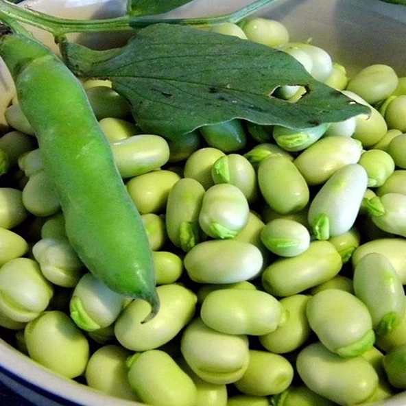 Kılçıksız Bakla Tohumu 25 gr Paket ürün görseli