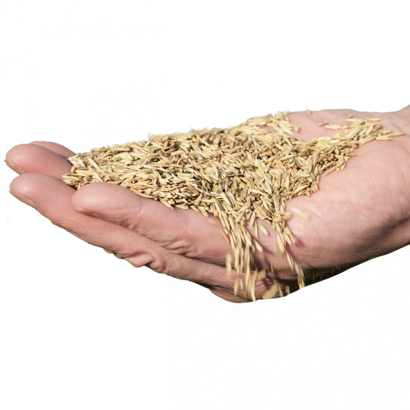Çim Tohumu 500 gr. Dinamik 6M Dayanıklı Yoğun Basılan Alanlar İçin İdeal Çim Tohumu - 4