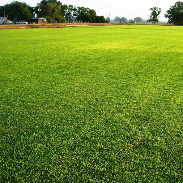 Çim Tohumu 500 gr. Dinamik 6M Dayanıklı Yoğun Basılan Alanlar İçin İdeal Çim Tohumu - 5