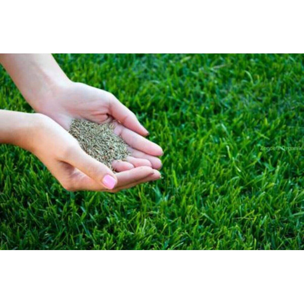 Çim Tohumu 5 Kg. Dinamik 6M Dayanıklı Yoğun Basılan Alanlar İçin İdeal Çim Tohumu - 2