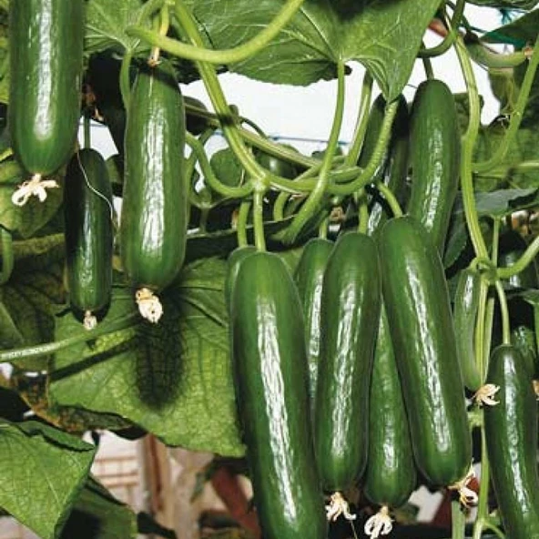 Sırık Salatalık (Hıyar) Tohumu 1 Paket (50 Adet) ürün görseli
