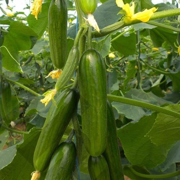 Köy Salatalığı Tohumu 5 gr Paket
