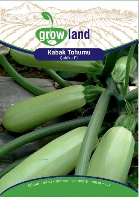 KABAK TOHUMU ŞAHİKA F1 (10 ADET) ürün görseli 1