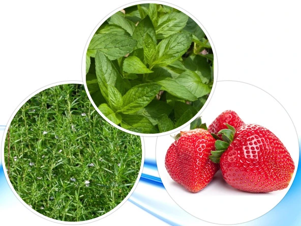 3'LÜ YERLİ HOBİ TOHUM SETİ-10 (HEDİYE SOLUCAN GÜBRESİ) ürün görseli 1