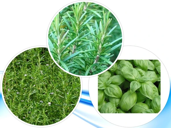 3'LÜ YERLİ HOBİ TOHUM SETİ-11 (HEDİYE SOLUCAN GÜBRESİ) ürün görseli 1