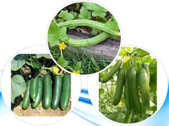 3'LÜ YERLİ HOBİ TOHUM SETİ-14 (HEDİYE SOLUCAN GÜBRESİ) ürün görseli