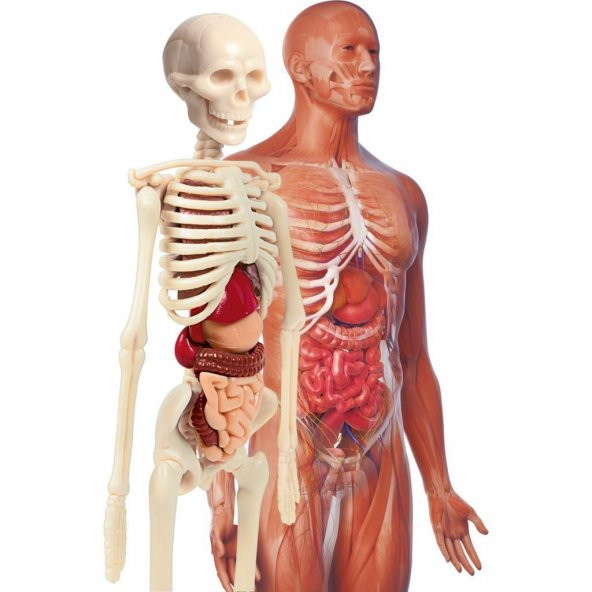 Clementoni İlk Keşiflerim (İnsan Anatomisi) - 3