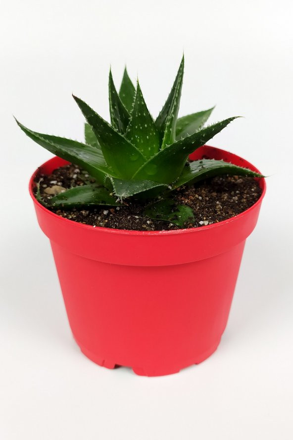 Aloe Cosmo Havorthia Özel Tür Sukulent 8.5 cm Kırmızı Saksıda