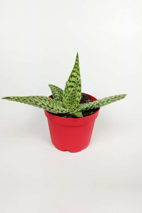 Aloe White Beauty Havorthia Özel Tür Sukulent 8.5 cm Kırmızı Saksıda