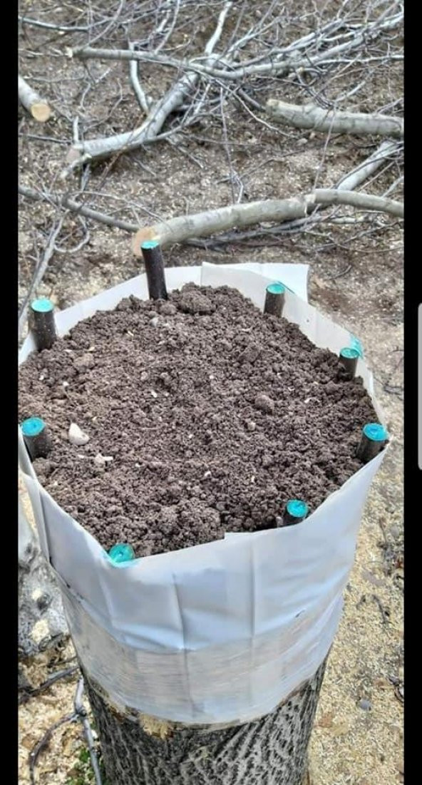 Burcu Aşı Bıçağı Aşılama Makası 19 cm+ Aşı Macunu Seti Aşı Makası - 4
