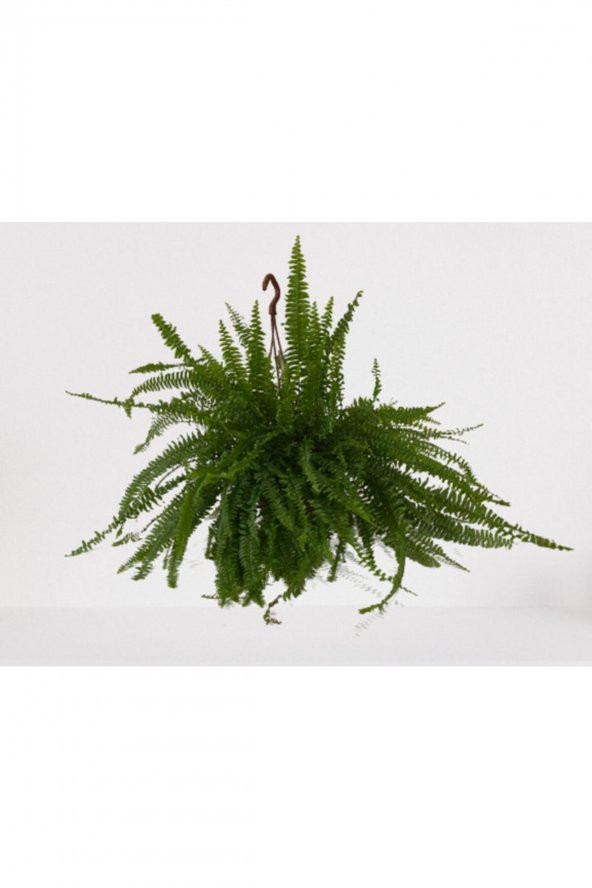 Aşk Merdiveni Askılı Nephrolepis 30-40 cm