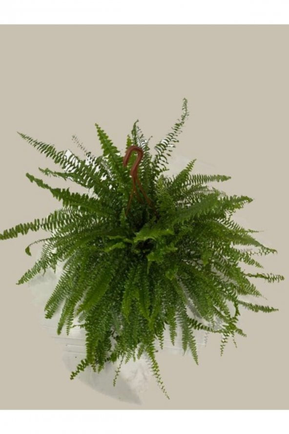 Aşk Merdiveni Askılı Nephrolepis 30-40 cm - 3