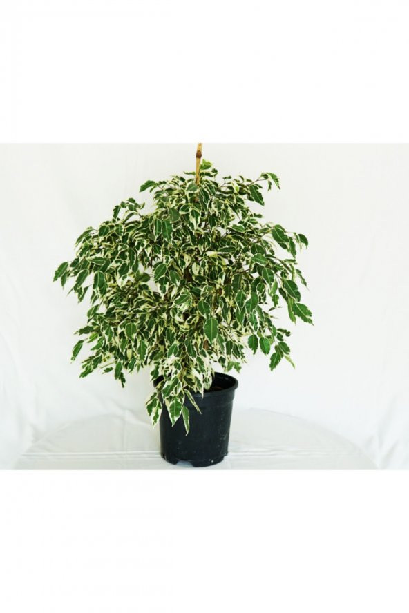 Ficus Benjamina Starlight - Benjamin Bitkisi 80-100 cm