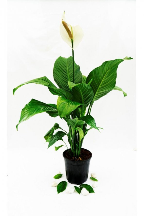 BARIŞ ÇİÇEĞİ(Spathiphyllum) 40-50cm