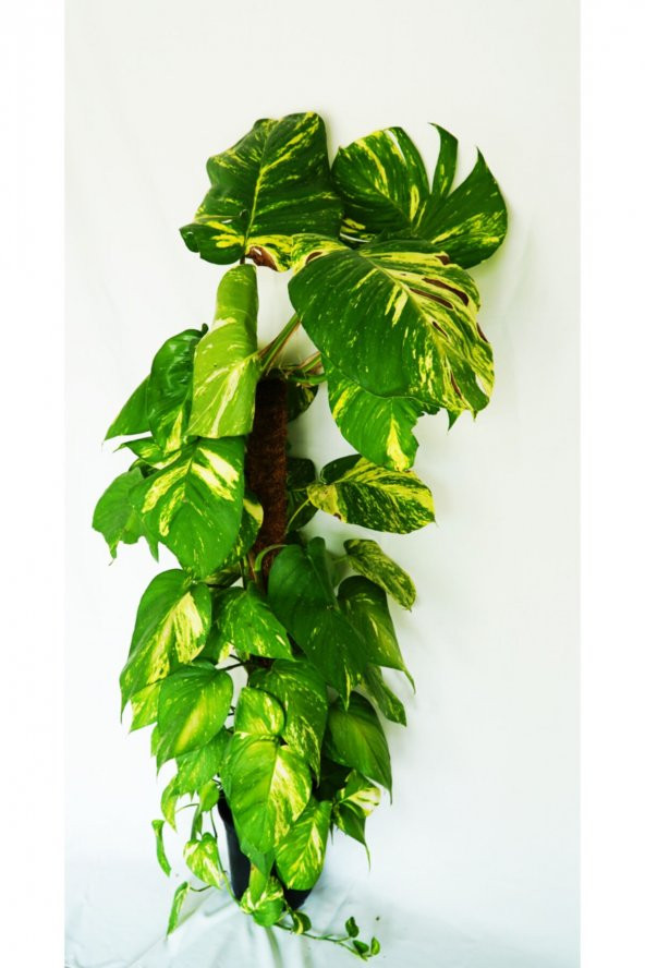 Salon Sarmaşığı100  cm Epipremnum Aureum-Pothos