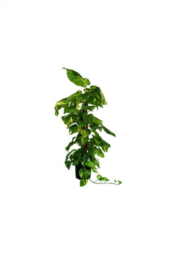Salon Sarmaşığı100  cm Epipremnum Aureum-Pothos - 2