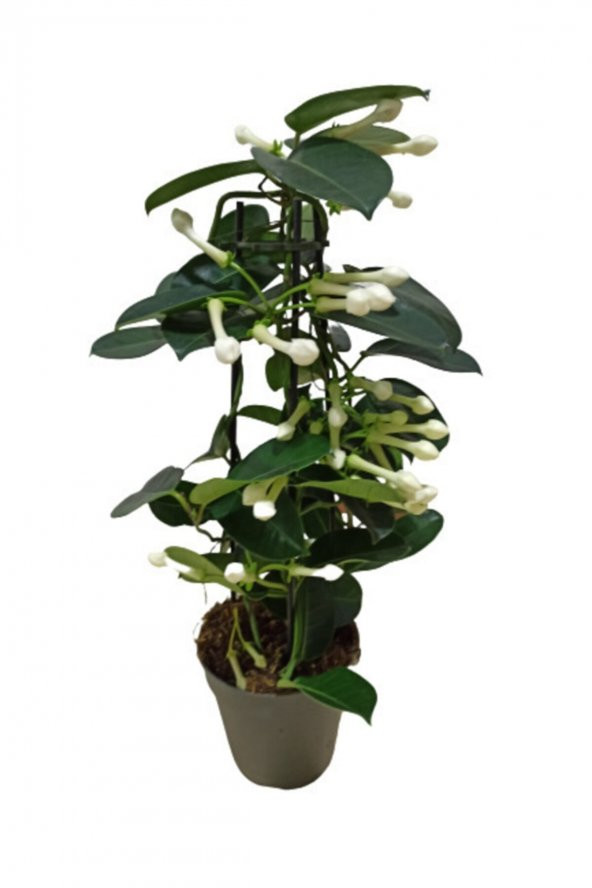 Madagaskar Yasemini Stephanotis Çiçeği 40-50 cm