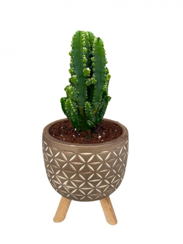 Radyasyon Emici Kaktüs Seramik Saksıda -Cereus Peruvianus