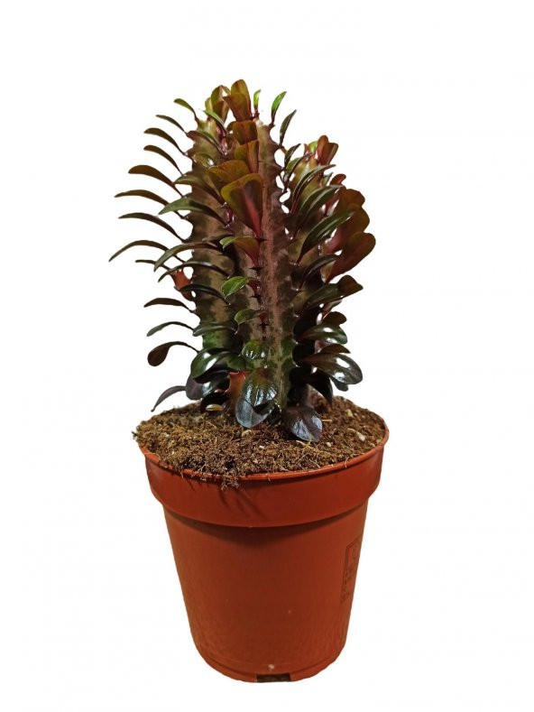Euphorbia Trigona  Afrika Süt Ağacı Kaktüsü15-20cm