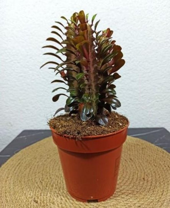 Euphorbia Trigona  Afrika Süt Ağacı Kaktüsü15-20cm - 2