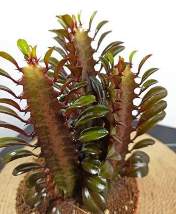 Euphorbia Trigona  Afrika Süt Ağacı Kaktüsü15-20cm - 3