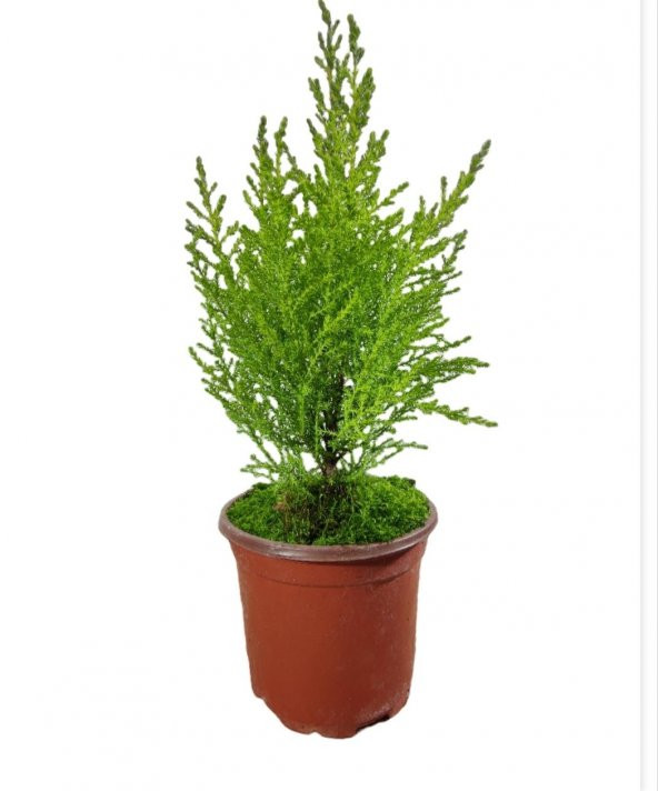 LİMONİ SERVİ(CUPRESSUS MACROCARPA ‘GOLDCREST’),LİmON ÇAMI 25-30cm