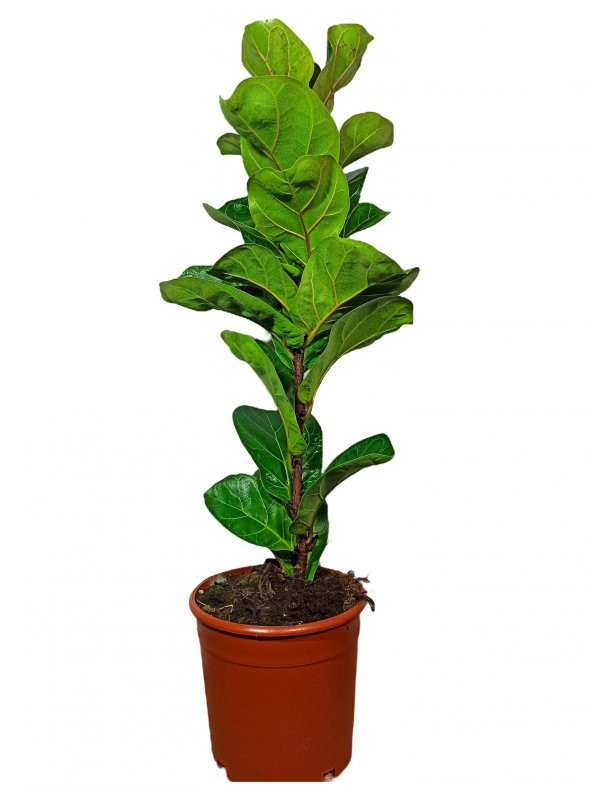 Ficus Lyrata Bambino Keman Yapraklı Kauçuk bitkisi 50-60 cm