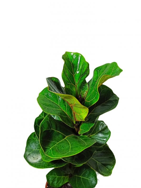 Ficus Lyrata Bambino Keman Yapraklı Kauçuk bitkisi 50-60 cm - 2