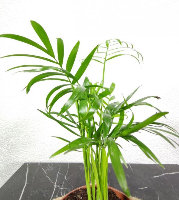 Dağ Palmiyesi- Chamaedorea Elegans 20-30 cm - 2